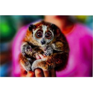 Bild Glas Slow Loris 80x120