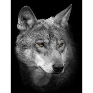 Bönninghoff Keilrahmenbild Wolf B/L: ca. 46x61 cm