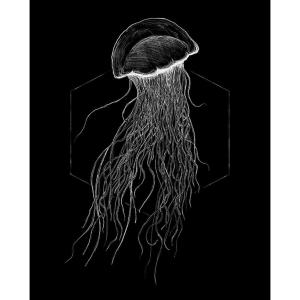 Komar Wandbild Jellyfish Black Tiere B/L: ca. 40x50 cm