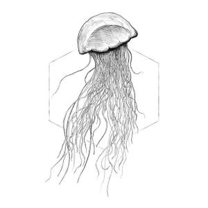 Komar Wandbild Jellyfish White Tiere B/L: ca. 50x70 cm