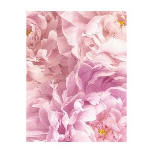Komar Wandbild Soave Blume B/L: ca. 40x50 cm