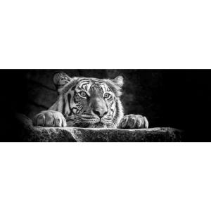 The Wall Wandbild Tiger B/L: ca. 53x153 cm